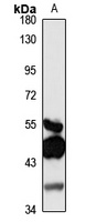 TRIT1 Antibody