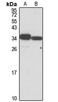 SECp43 Rabbit Polyclonal Antibody