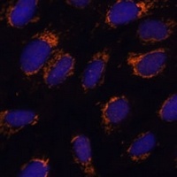 EF-Ts antibody