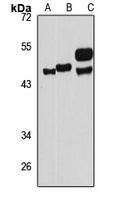 TTC5 Antibody