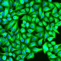 Tubulin beta-8 Rabbit Polyclonal Antibody