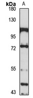 Gamma-taxilin Rabbit Polyclonal Antibody