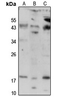 ERp19 Antibody