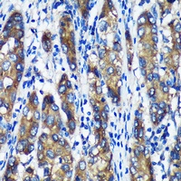 ERp19 Antibody