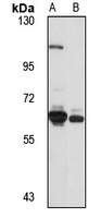 TXNRD1 Antibody