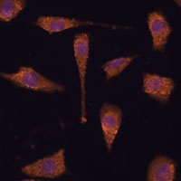 TXNRD1 antibody