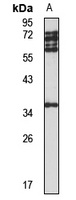 UBAC2 Antibody