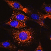 Anti-UBAC2 Antibody