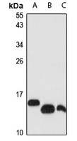 UBL4A Antibody