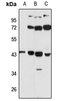 UBLCP1 Antibody