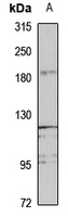 UBN2 Antibody