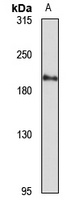 Munc13-2 Antibody