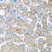 Munc13-2 Antibody