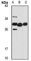 UNCL Rabbit Polyclonal Antibody