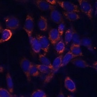 Anti-USE1 Antibody