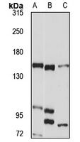 USP40 Rabbit Polyclonal Antibody