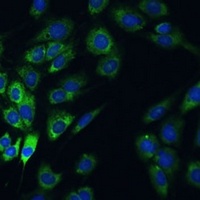 USP46 antibody