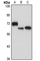 UTP18 Antibody