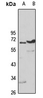 CRLZ1 Antibody