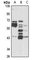 GPR14 Rabbit Polyclonal Antibody