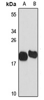 VAMP-1 Antibody