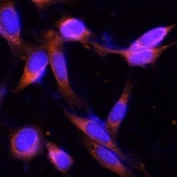 VMP1 Antibody