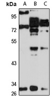 VNN2 Antibody