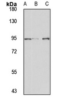 VPS16 Rabbit Polyclonal Antibody