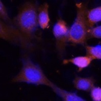 Anti-VPS26A Antibody