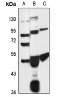 WBSCR16 Antibody