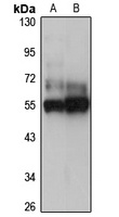 WDR12 Antibody
