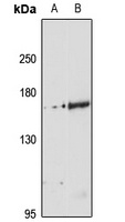 WDR33 Rabbit Polyclonal Antibody