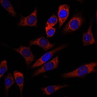 WNT10B antibody