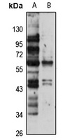 Wnt-3 Rabbit Polyclonal Antibody