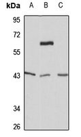 Wnt-5a Rabbit Polyclonal Antibody