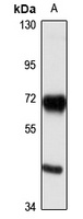WHIP Rabbit Polyclonal Antibody