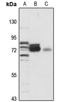 XPNPEP1 Antibody