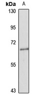YY1 Rabbit Polyclonal Antibody