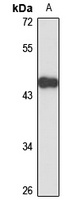 ZC3H10 Antibody