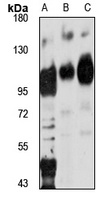 ZFX Antibody