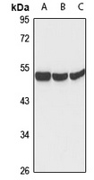 ZIC1 Rabbit Polyclonal Antibody
