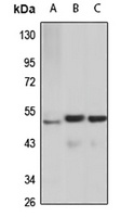 ZIC3 Rabbit Polyclonal Antibody