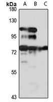 ZNF143 Rabbit Polyclonal Antibody
