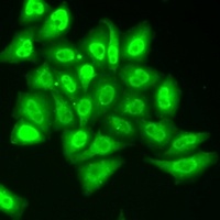 ZNF217 antibody