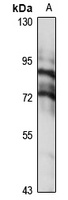 ZNF273 Antibody