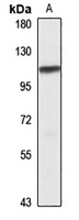 ZBP99 Rabbit Polyclonal Antibody