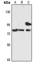 ZNF333 Antibody