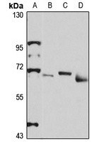 ZNF398 Antibody