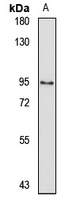 ZNF471 Rabbit Polyclonal Antibody