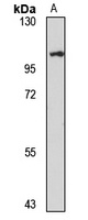 ZNF711 Antibody